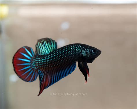 wild betta fish for sale|All Fish – BWAquatics.